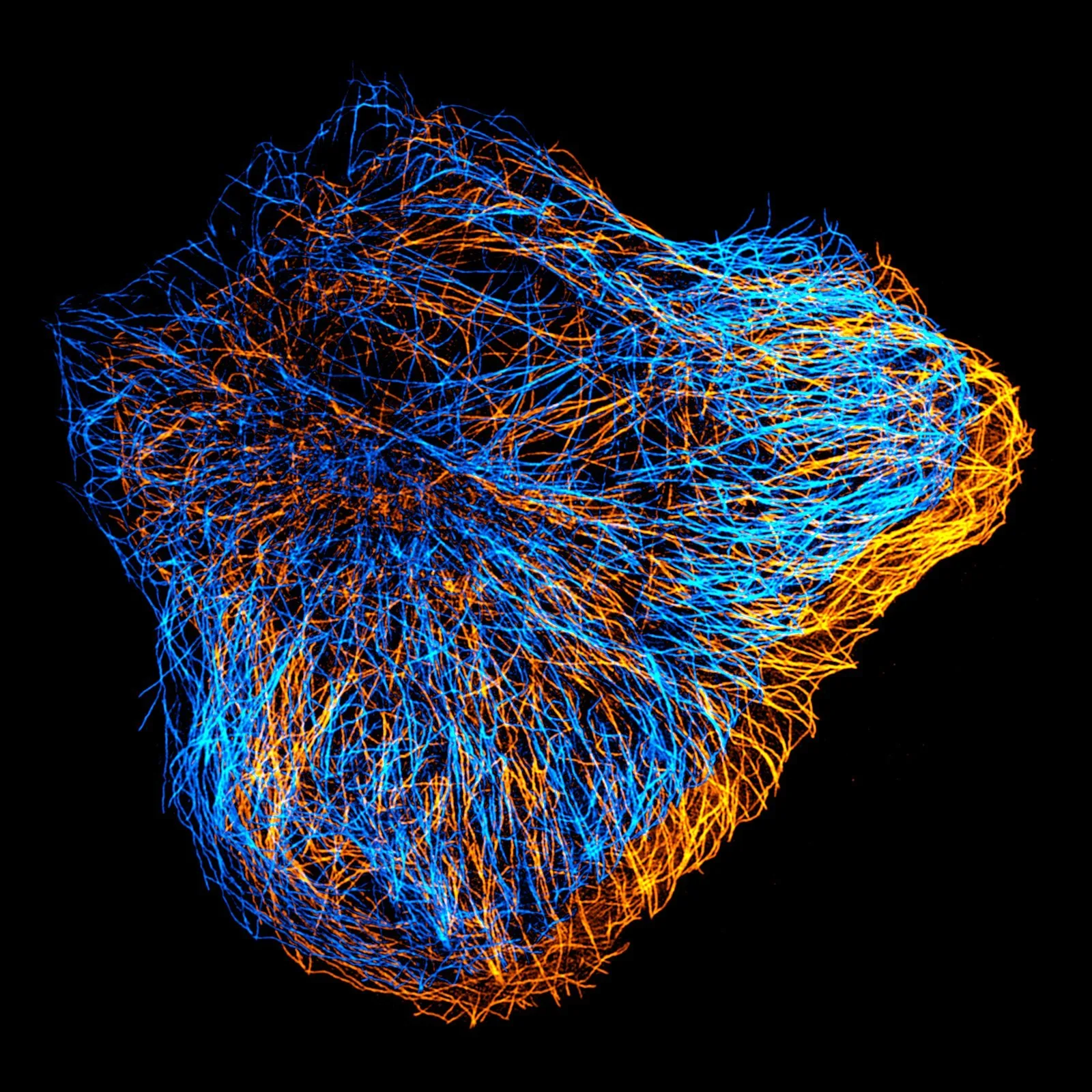 Microscopy image from the Cell Migration Lab