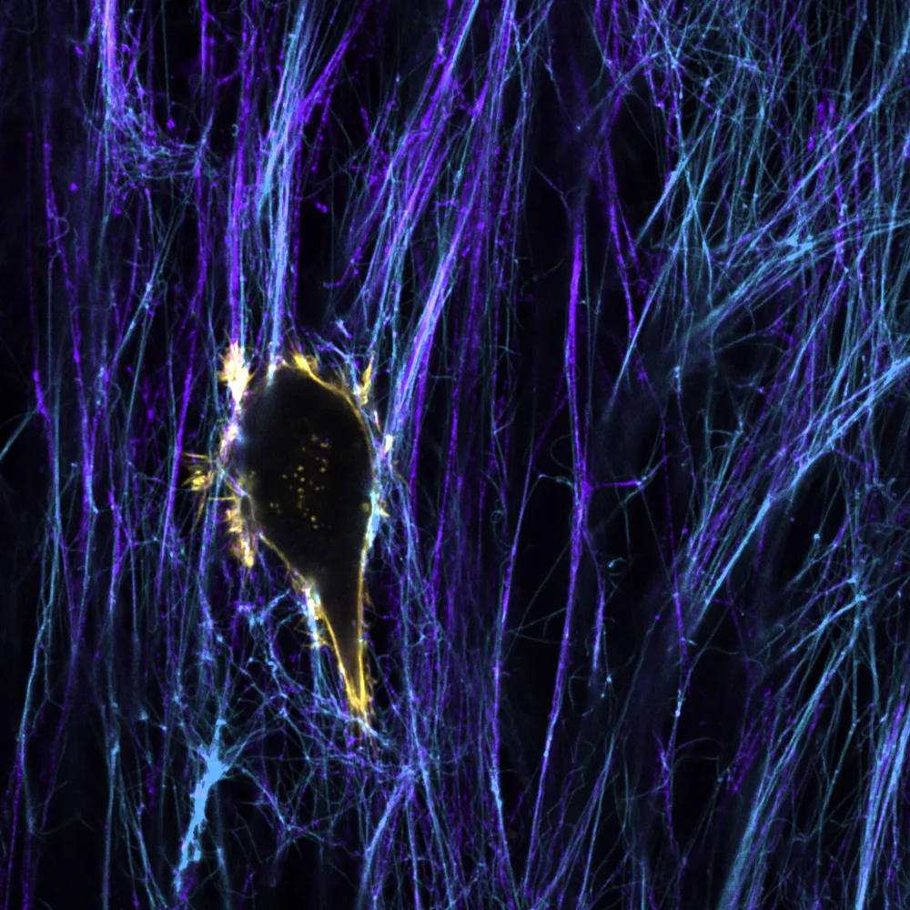 Microscopy image from the Cell Migration Lab